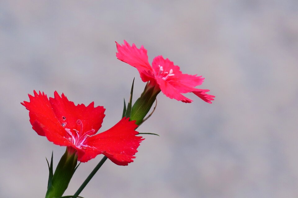 Flowering plant fresh