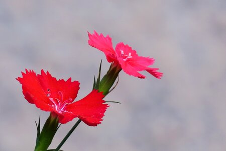 Flowering plant fresh photo