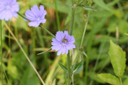 Chicory bee pollinate