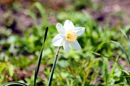 Yellow white closeup