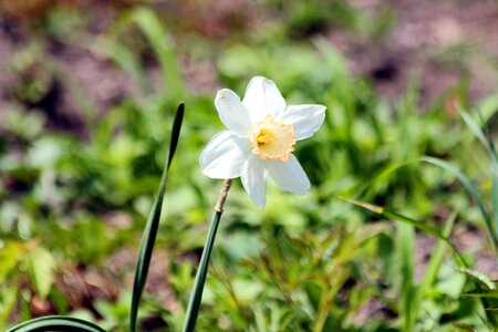 Yellow white closeup photo