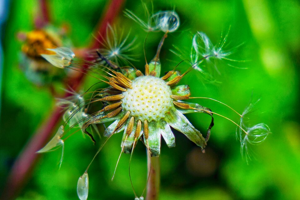 Flowering plant fresh