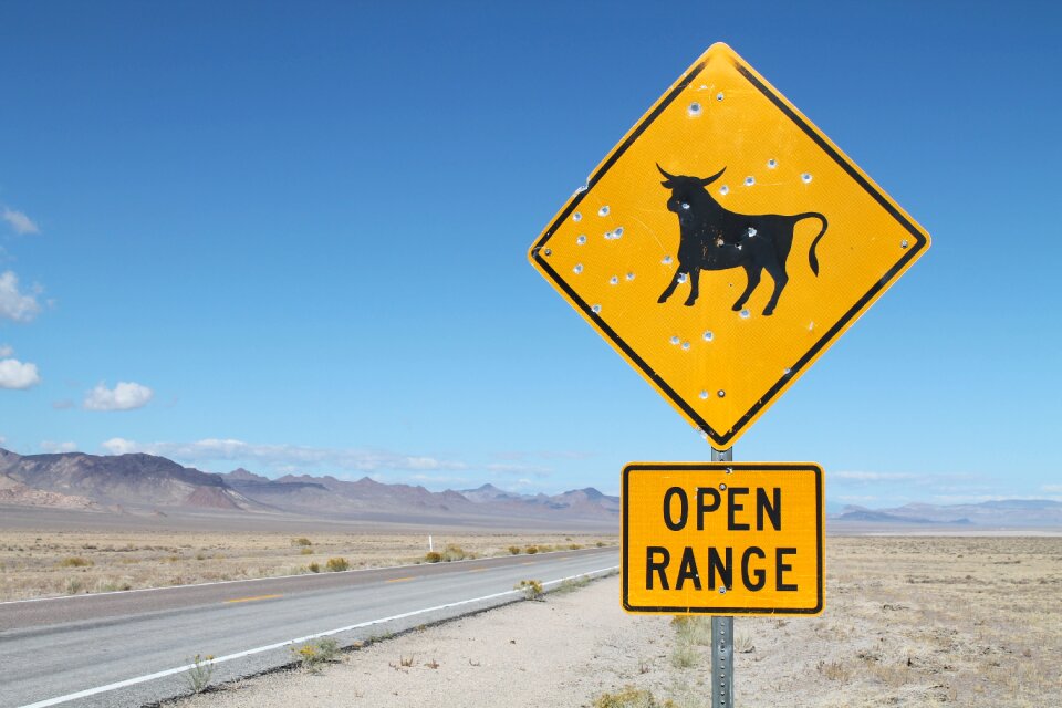 Cow open range nevada