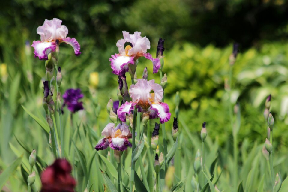 Beautiful nature garden flowers