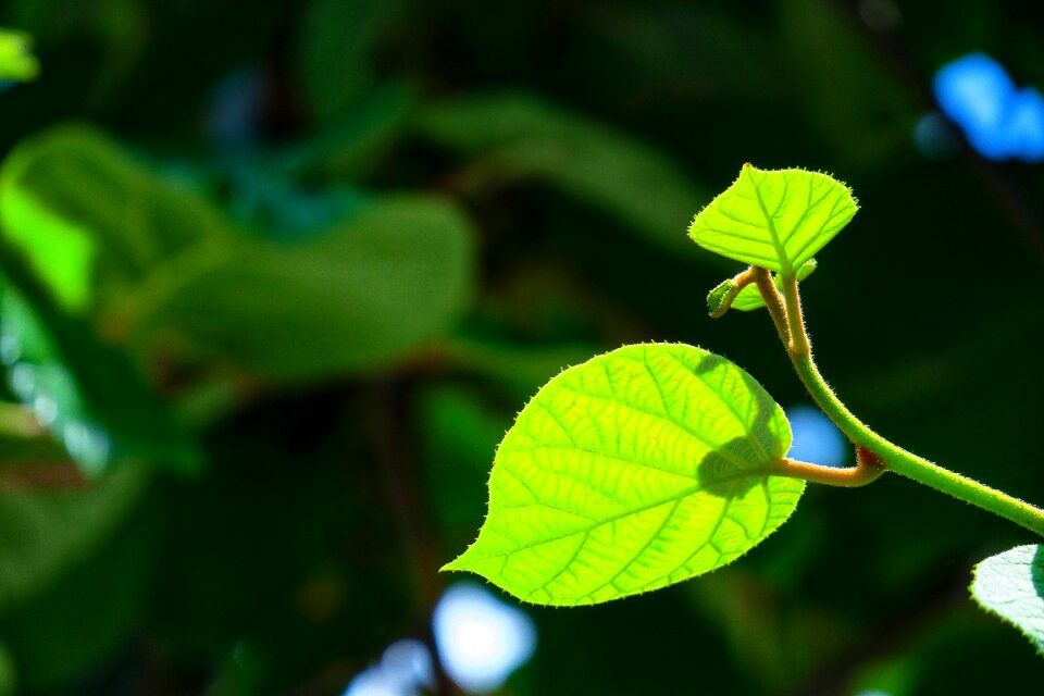 Plant light hong kong