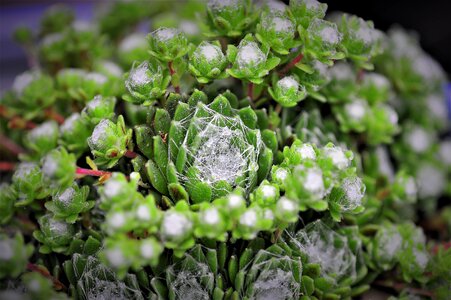 Spider web dew small world