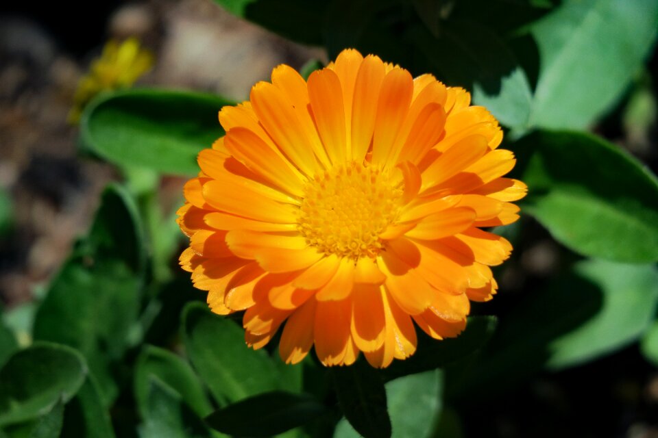 Flowering plant fresh