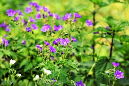 Blossom geraniaceae storksbill photo