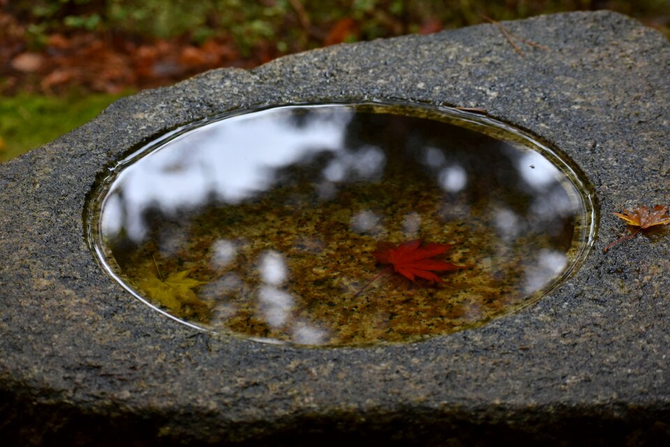 Water autumnal leaves seasonal