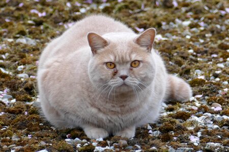 Fauna fat red