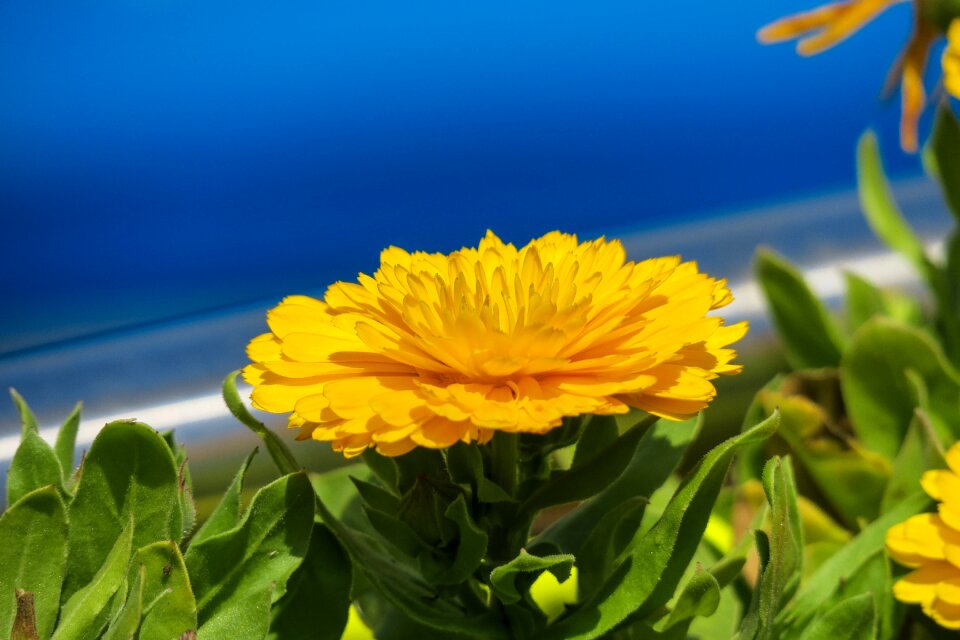 Flowering plant fresh