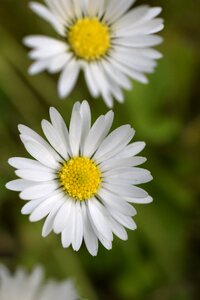 Nature bloom white