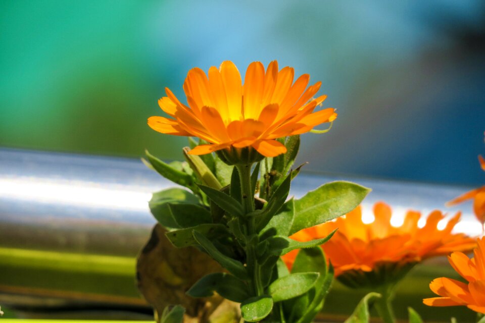 Flowering plant fresh