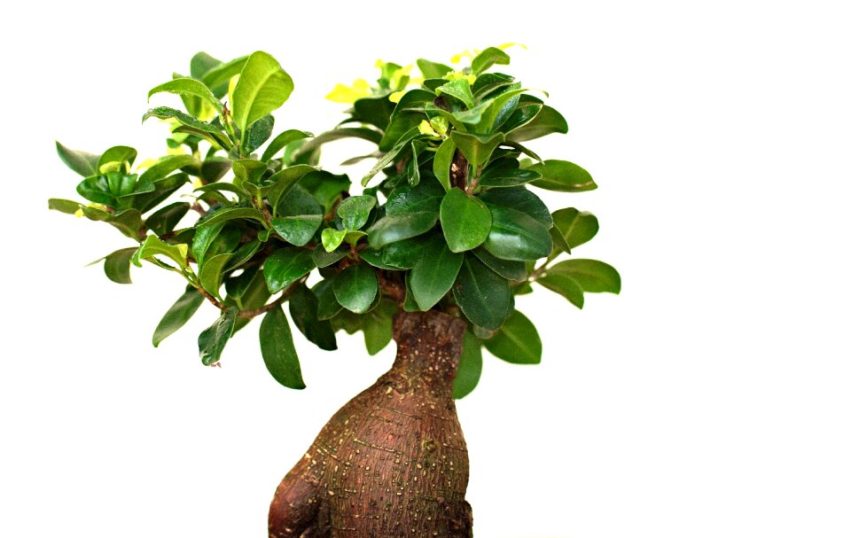 Background nature decorative