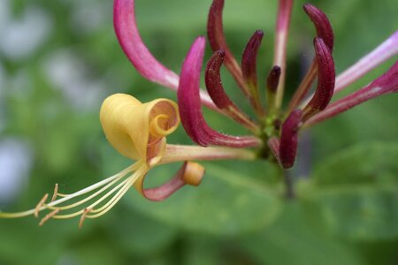 Nature blossom bloom