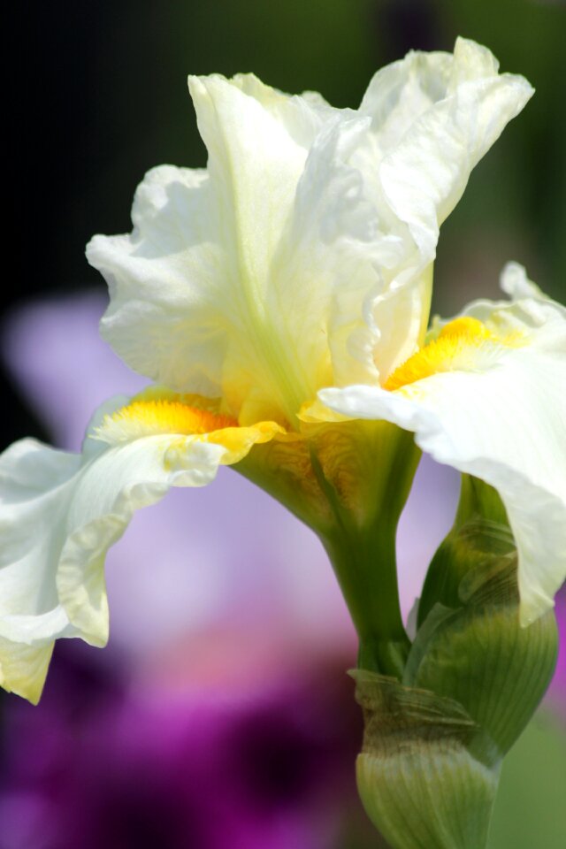 Nature garden bloom