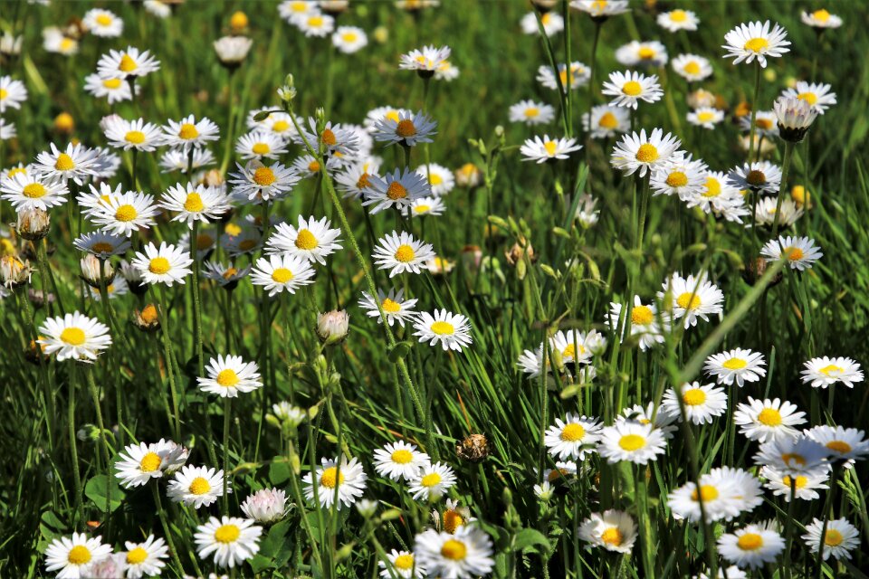 Nature plant spring