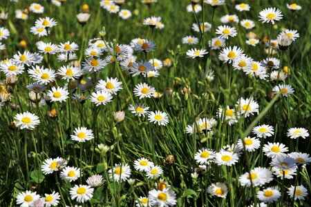 Nature plant spring