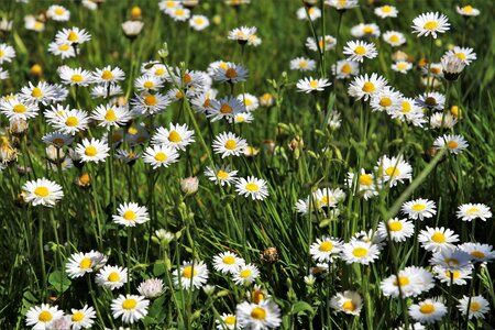 Nature plant spring photo