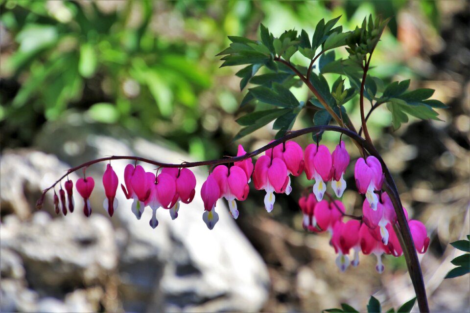 Plant flower lak fragrant