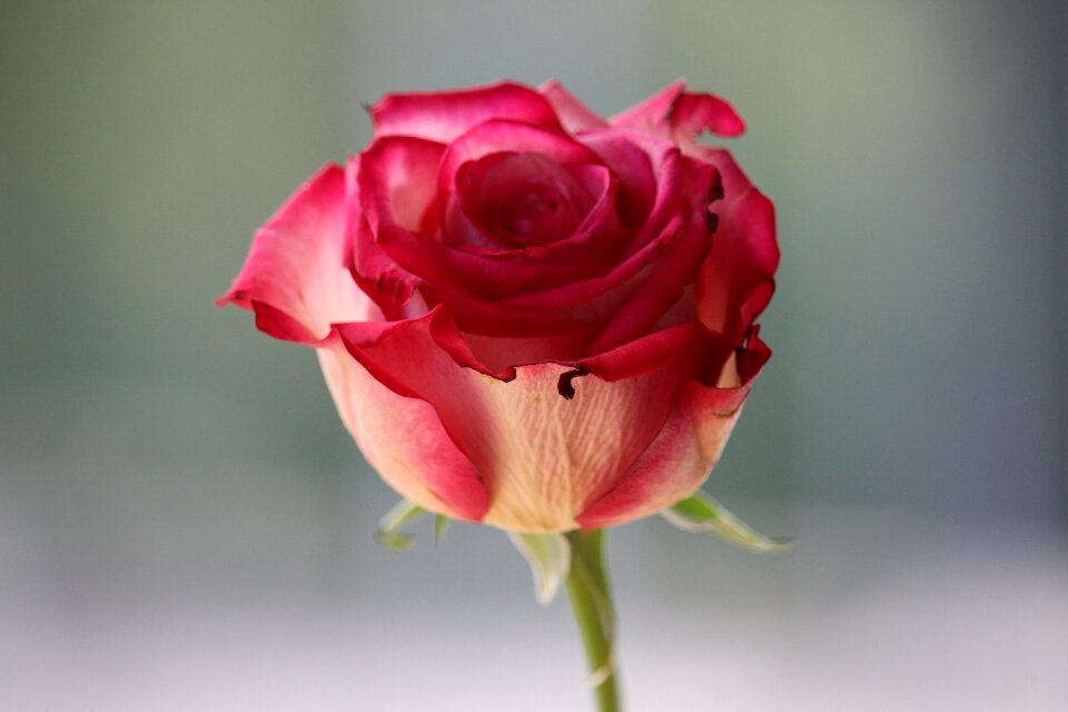 Pink rose nature Free photos