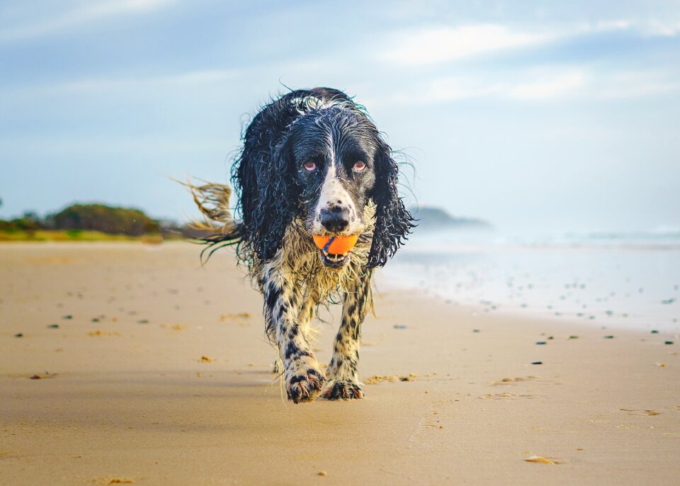 Animal pedigree gundog