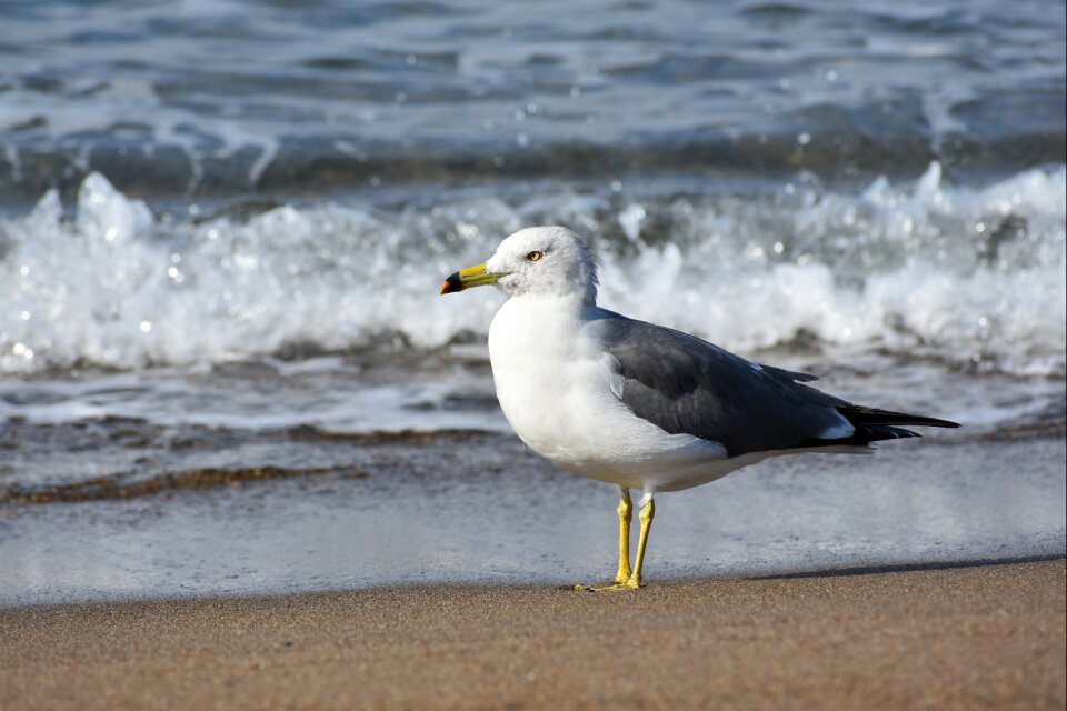Wave bird seabird