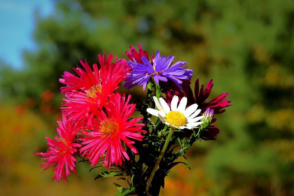 Flowers colorful autumn