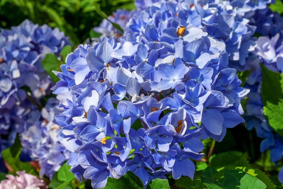 Blue bright ornamental shrub