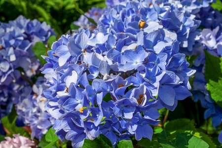 Blue bright ornamental shrub photo
