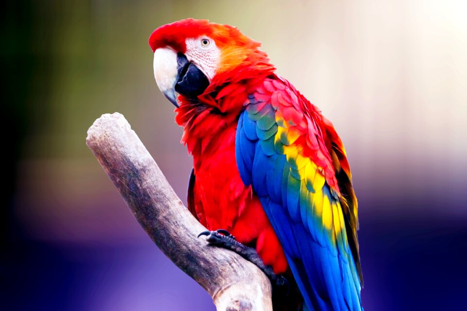 Plumage animal colorful photo