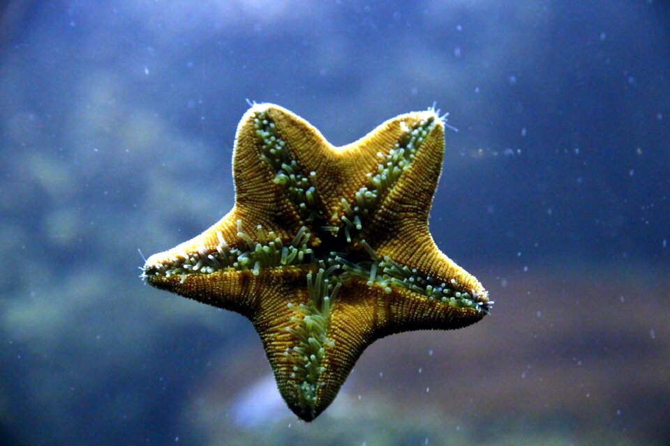 Aquarium creeps water