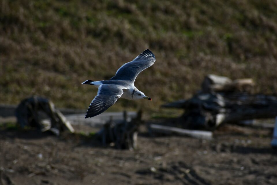 Bird seabird sea gull photo