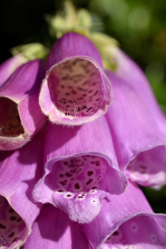 Plant blossom petals