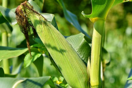 Agriculture corn kernels cornfield photo