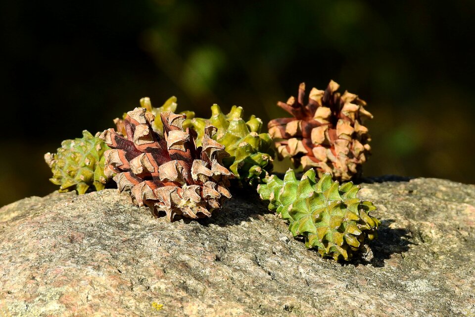 Cones forest stone