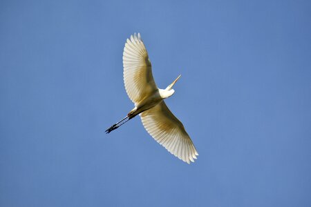 Heron egret feathers