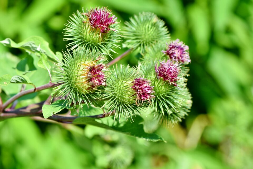 Prickly plant bush