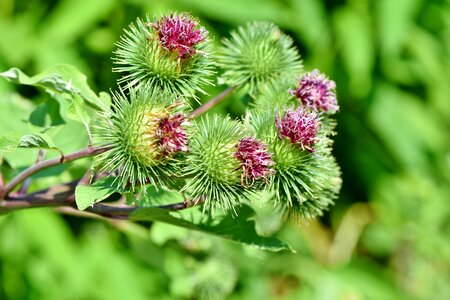 Prickly plant bush
