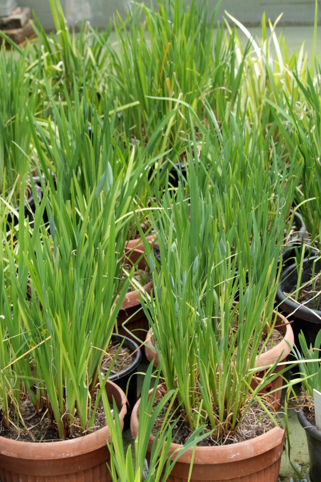 Spring plant garden
