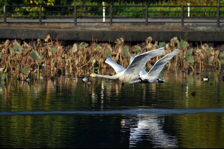 Bird wild birds waterfowl