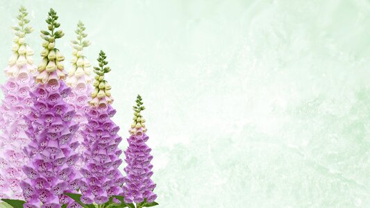 Greeting card foxgloves decoration