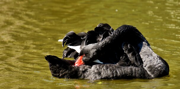 Elegant lake animal photo