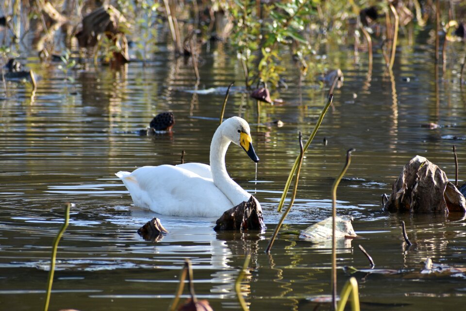 Bird wild birds waterfowl
