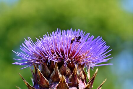 Medicinal plant plant tasty