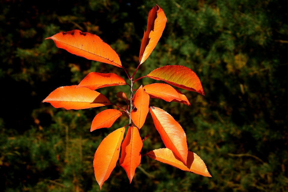 Colorful october branch