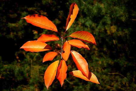 Colorful october branch