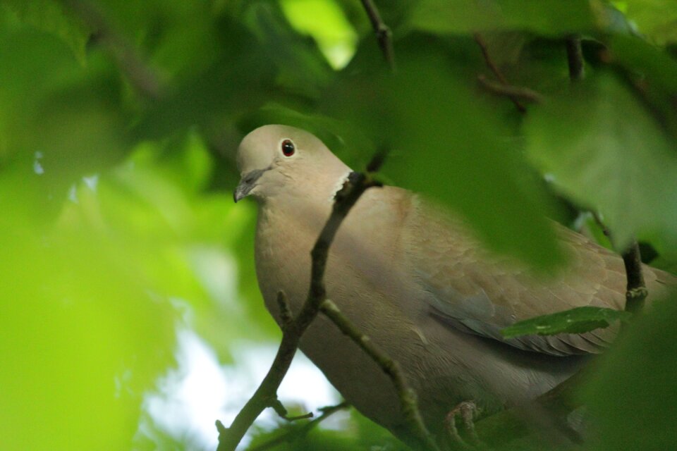 Collared dove garden pigeon