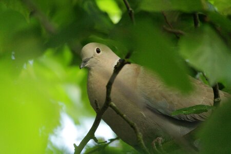 Collared dove garden pigeon photo