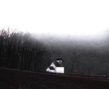Nature steeple forest